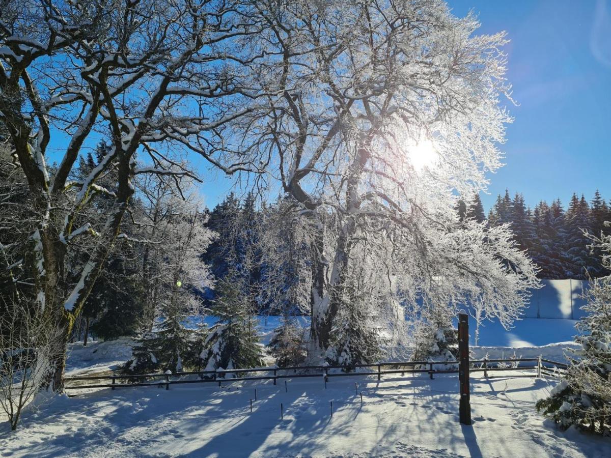 Ferienwohnung Im Wald, Fuer Naturfreunde เคลาส์ทาล-เซลเลอร์เฟลด์ ภายนอก รูปภาพ